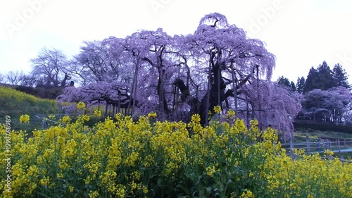 三春滝桜と菜の花