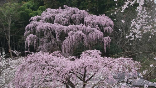 福聚寺のベニシダレザクラ