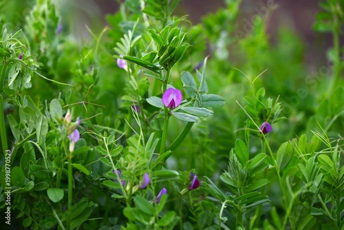 Canvas Print Vicia sativa (Narrow-leaved vetch)