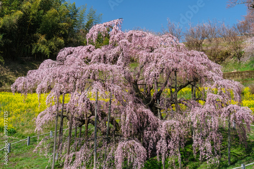 三春の滝桜