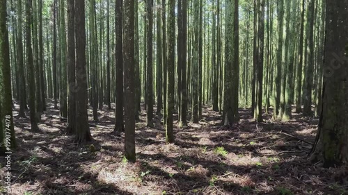 静岡県富士市にある富士ヒノキの美しい人工林を歩く
