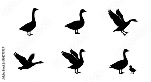 Schilderij op canvas Goose and Gander Silhouette Set - Black Vector Waterfowl and Gosling Icons
