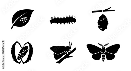 Photos Silkworm Life Cycle Vector Icons, Butterfly Metamorphosis Stages, Insect Growth