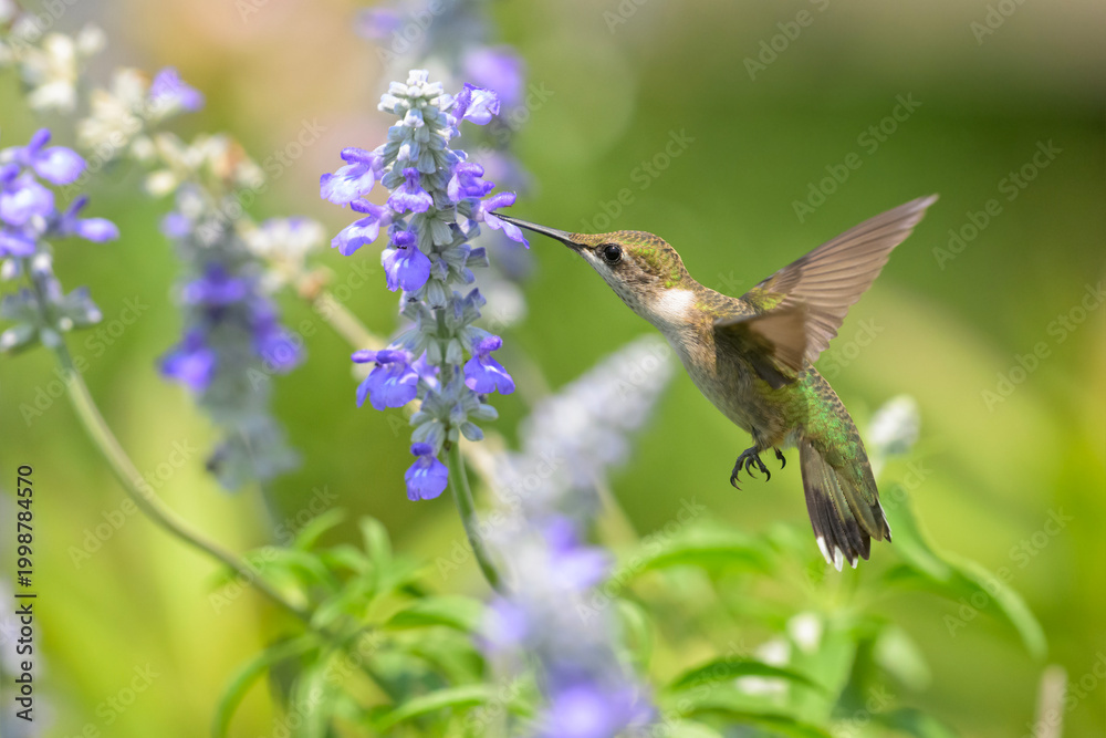 Fototapeta premium Beautiful Ruby-throated Hummingbird hovering and getting nectra from a Sage flower in summer garden