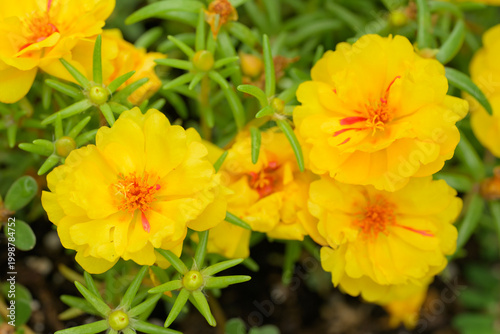 Brilliant yellow Portulaca flowers in summer garden