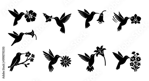 Photos Hummingbird Vector Icons, Delicate Silhouettes of Birds with Flowers, Elegant Na