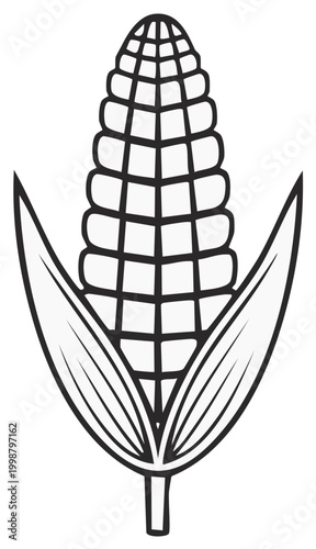 Illustration of corn cob with leaves, vector design