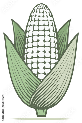 Stylized illustration of a ripe white corn cob with green husks and leaves, isolated.