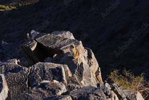 Squirrel on the Piestewa Peak Summit Trail in Phoenix Arizona, desert mountain landscape - アリゾナ州 フェニックス ピエステワ・ピーク登山道に現れたリスと雄大な砂漠の景観