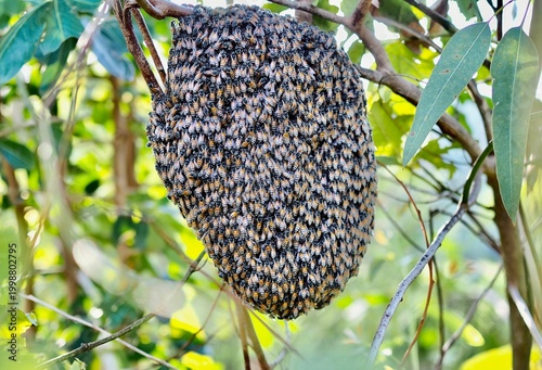 A beehive with many bees is on a tree.