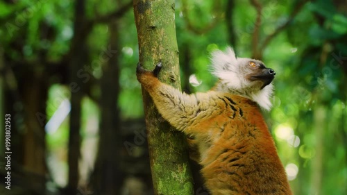 White-fronted Brown Lemur (Eulemur fulvus albifrons). Antananarivo Zoo, Madagascar. 