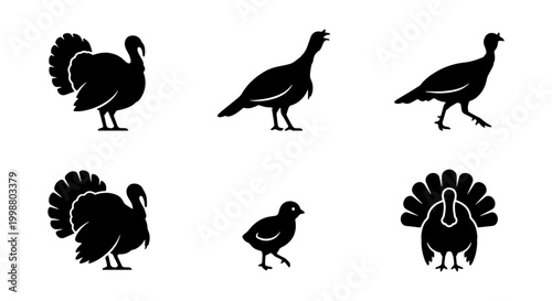 Canvas-taulu Set of Wild Turkey and Poult Silhouette Icons - Thanksgiving, Poultry Farming, a