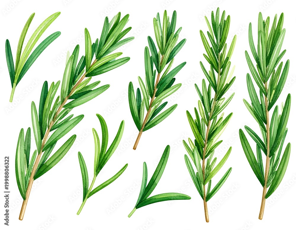 Fototapeta premium Fresh green rosemary herb leaves isolated.