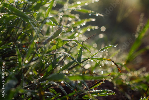 morning dew on the leaves