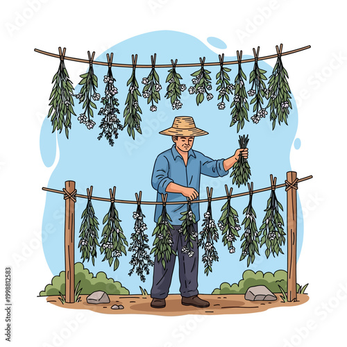 Farmer hanging herbs to dry in the sun, harvesting plants for natural medicine.
