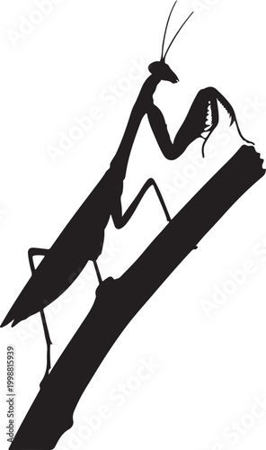 Praying Mantis Silhouette Isolated on White Background