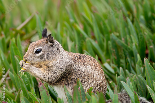 Fotografia Ground Squirrel eating a yellow flower close up