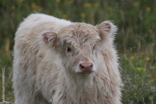 Cuadro en lienzo White highland cow