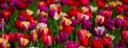 Fotografie Spring flowers with colorful tulips pattern