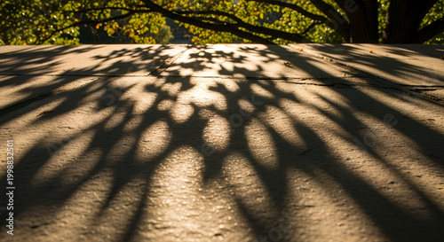 Tree shadows cast on stone pavement in warm sunlight