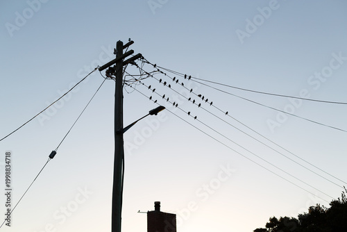 Electrical pole and street light with birds sitting on the wires viewed in silhouette against the sky, Oatlands, Tasmania