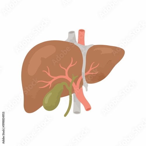 Stylized human liver and gallbladder anatomical illustration