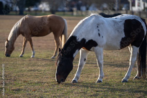 Fotografie Horse grazing on pasture