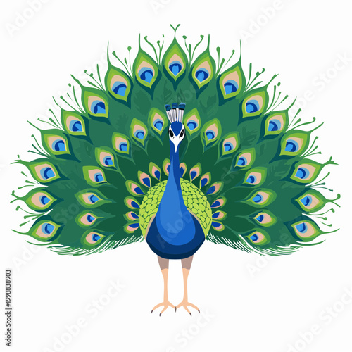 Peacock spreading colorful feathers display.