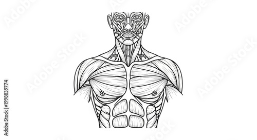 Anatomical illustration of the human muscular system of the chest and face, black and white line art