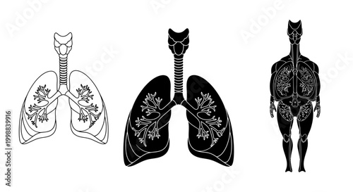 Human Lungs Anatomy Illustration: Outline, Silhouette, and Full Body