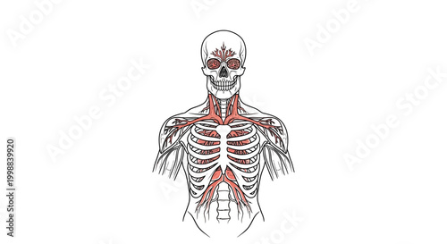 Human Anatomy: Muscular System of the Torso and Neck