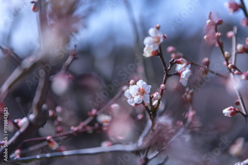 Artistic white plum blossoms with soft bokeh background, professional horticulture and floral aromatherapy, sustainable urban ecology, prunus mume for mental wellness and nature therapy