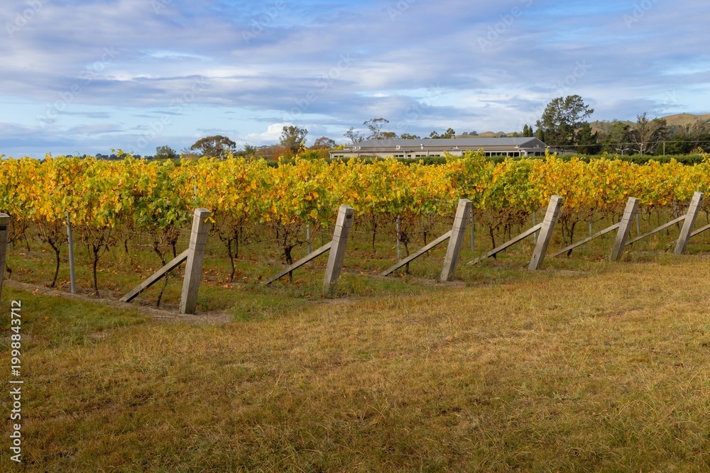 Fototapeta premium Vineyard in autumn, with yellow leaves on the vines, in Hawke's Bay, New Zealand. The winery building is in the background. The vineyard is ready for harvest.