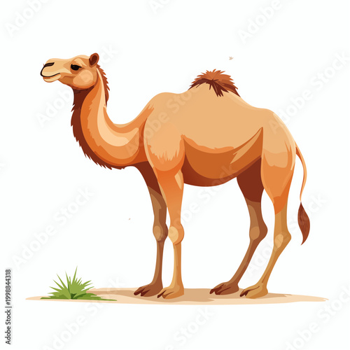 Camel standing on sandy ground looking left.