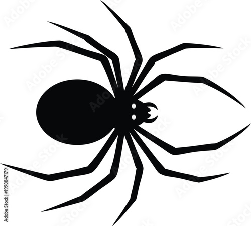 spider on a white background