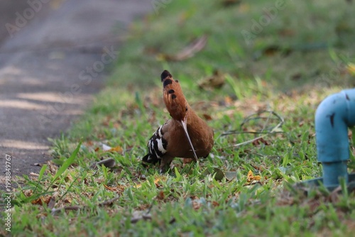Fotografija Hoopoe's Perch: A vibrant hoopoe bird, with its unique crested head and striking plumage, forages in a grassy area near an infrastructure, showcasing nature's beauty in an urban setting