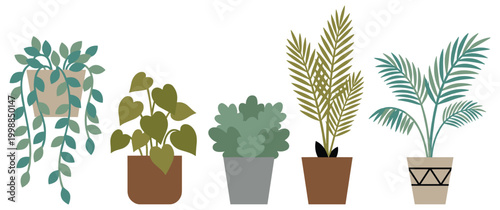 Collection of houseplants in pots vector illustration, botanical elements.