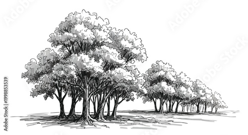 Vintage hand drawn tree sketch, black and white forest landscape vector, rustic oak and maple grove illustration, botanical nature line art