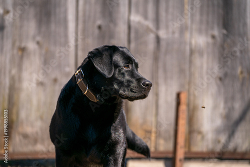 black Labrador puppy with brown eyes