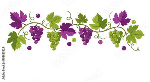 Grapevine Border with Green and Purple Grapes and Leaves