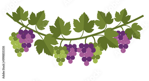 Grapevine Garland with Green and Purple Grapes and Leaves - Vector Illustration