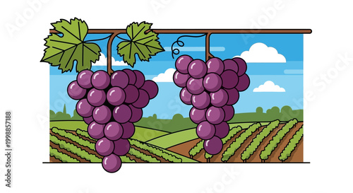 Ripe Grapes Hanging on Vine with Vineyard Landscape Background