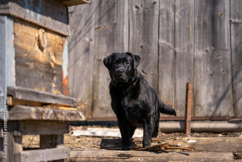 A full-length black Labrador retriever standing outside in sunny weather