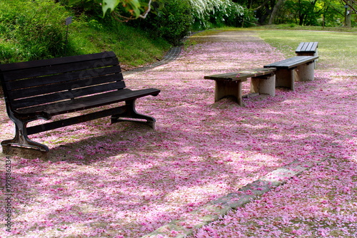 八重桜の花が落ちてピンクの絨毯のようです