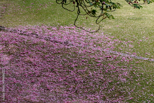 八重桜の花が落ちてピンクの絨毯のようです