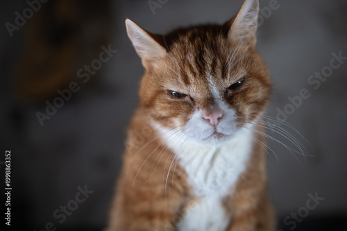 Foto Ginger cat with white chest and paws sitting on a blue fabric surface, eyes clos