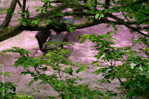八重桜の花が落ちてピンクの絨毯のようです