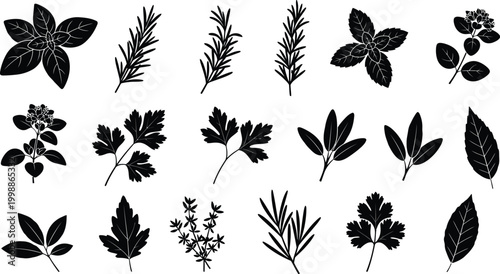 Collection of black silhouette herb and leaf on white background, basil rosemary mint sage parsley