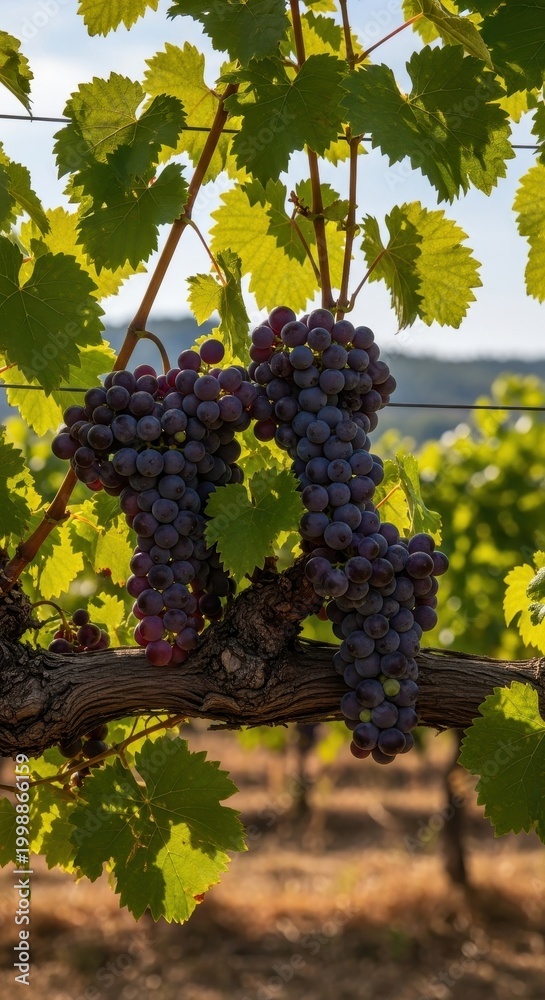 Fototapeta premium Ripe Grapes Hanging on Vine in Vineyard Sunlight.