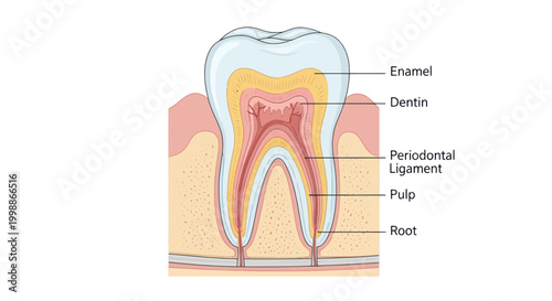 Detailed Tooth Anatomy Diagram: Enamel, Dentin, Pulp, Root, Periodontal Ligament